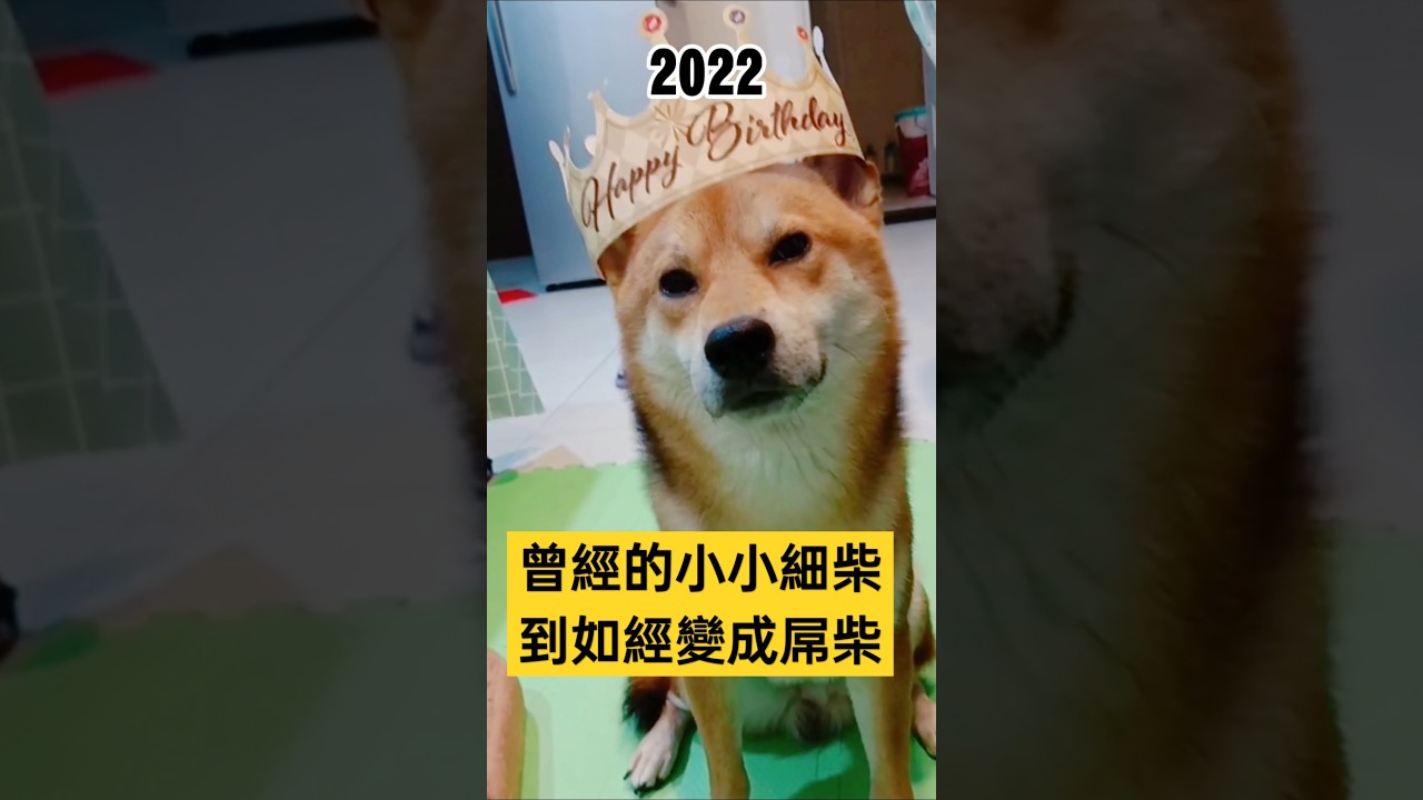 曾經的小小細柴，到如今變成屌柴了🤣🤣🤣#柴犬 #狗狗 #dog #搞笑 #funny #dogvideo
