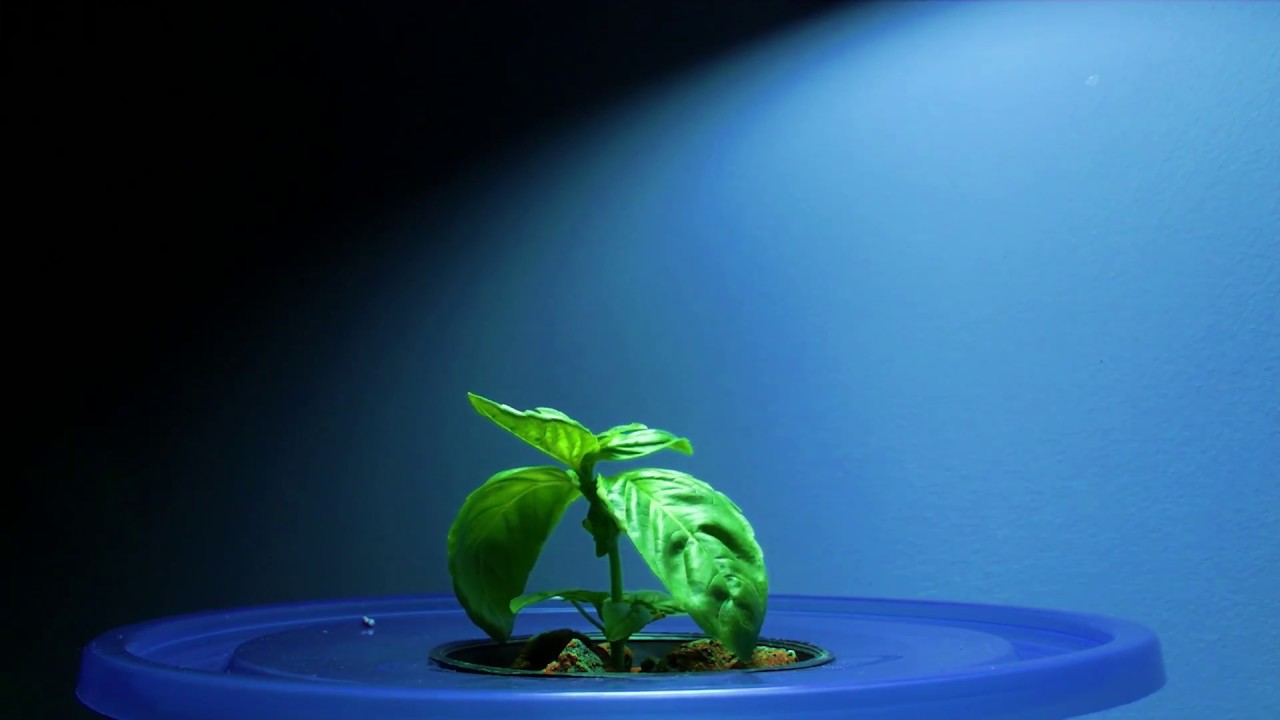 TIMELAPSE 9W LED bulb grow experiment