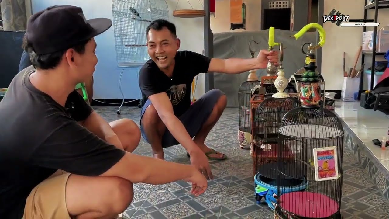 KOLEKSI Burung GACOR Om Acuz DEXTRO 87.Semua butuh PROSES tidak ada yang INSTAN.