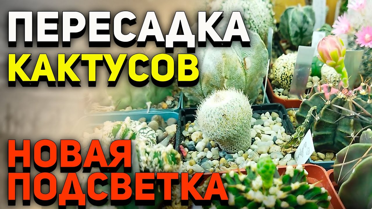 Как пересадить кактус? Новые Лампы для Моих Кактусов.