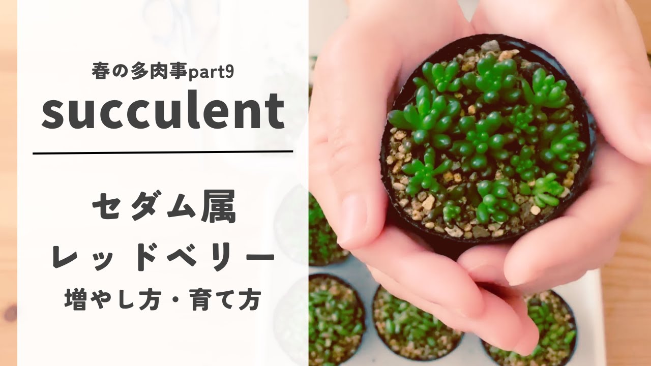 【多肉植物】セダム属レッドベリーの増やし方・育て方～春です！増やしていきましょう！～徒長した苗でも増やせますよ！