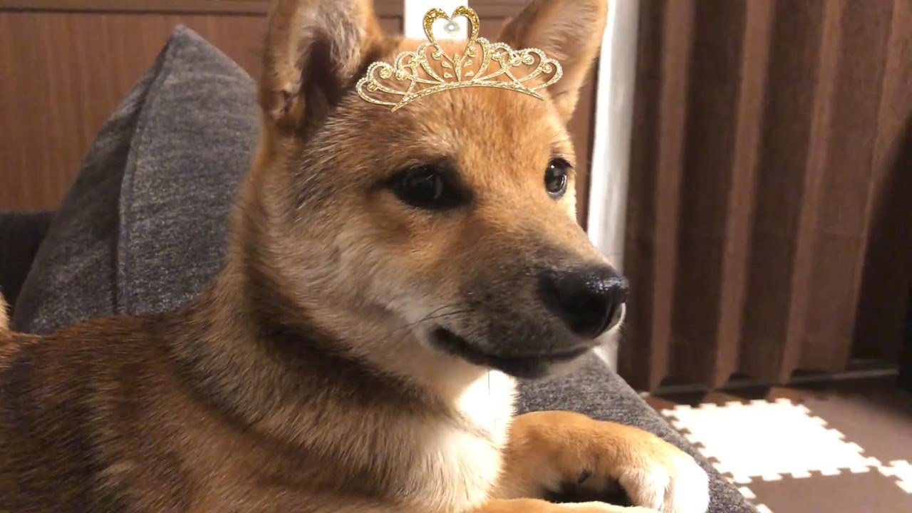 柴犬（豆柴）みかん｜ソファーでの癒し♪白目で寝るお姫様。