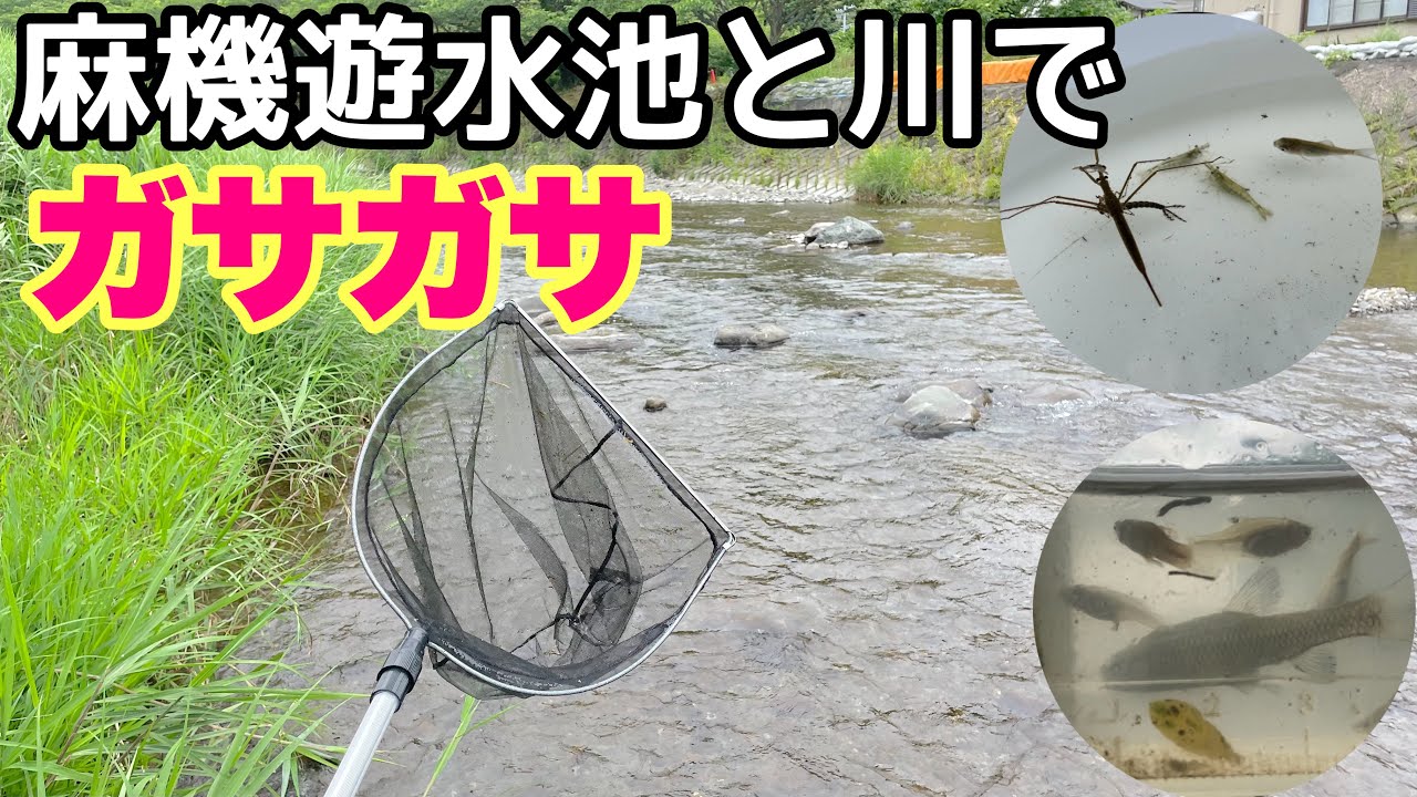 麻機遊水池と川でガサガサ！お店でよく売ってる○○を捕獲！意外にも○○が全く取れない！？