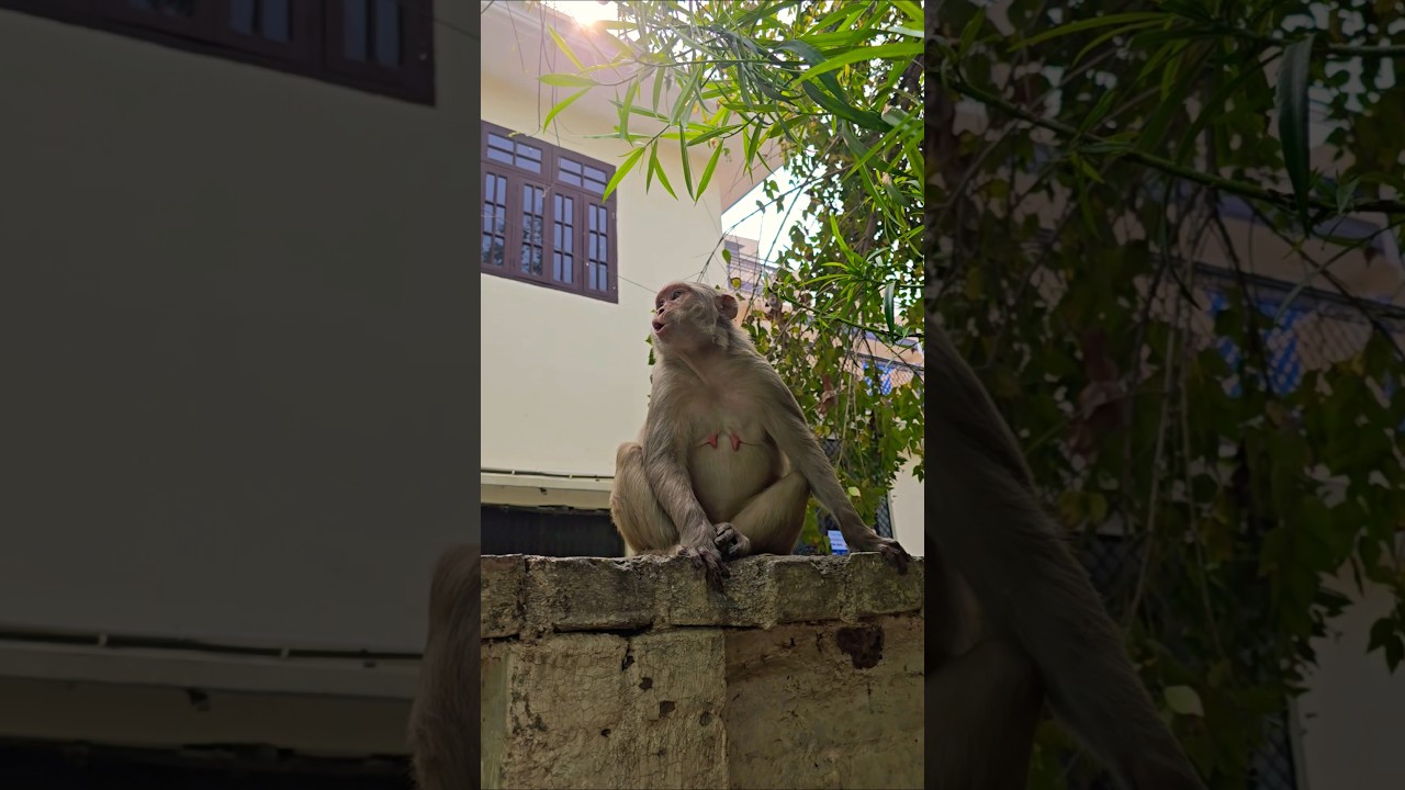 bandar ki dard bhari aawaz #bandar #monkey #monkeyvideo
