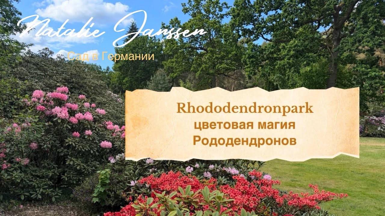 Цветущий лес: рододендроны в частном парке Westerstede 🌿