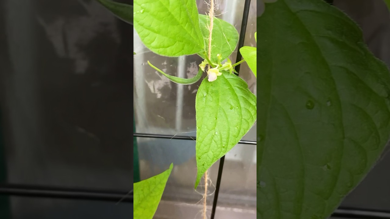 We&rsquo;re growing guys! #apartmentgardening #huskytomotoes #greenbeans #serranopeppers