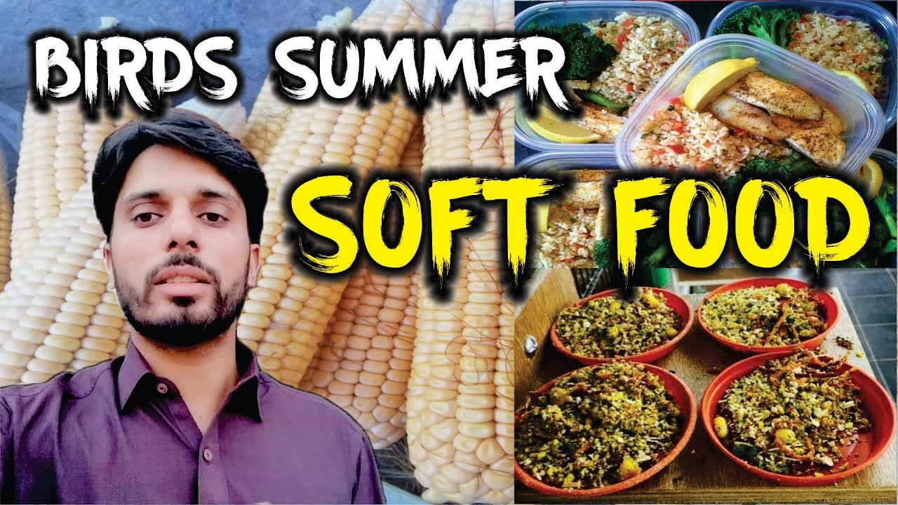 Fresh Corn (Soft Food) For Your Birds | Keeping Your Bird Safe in the Hot Summer