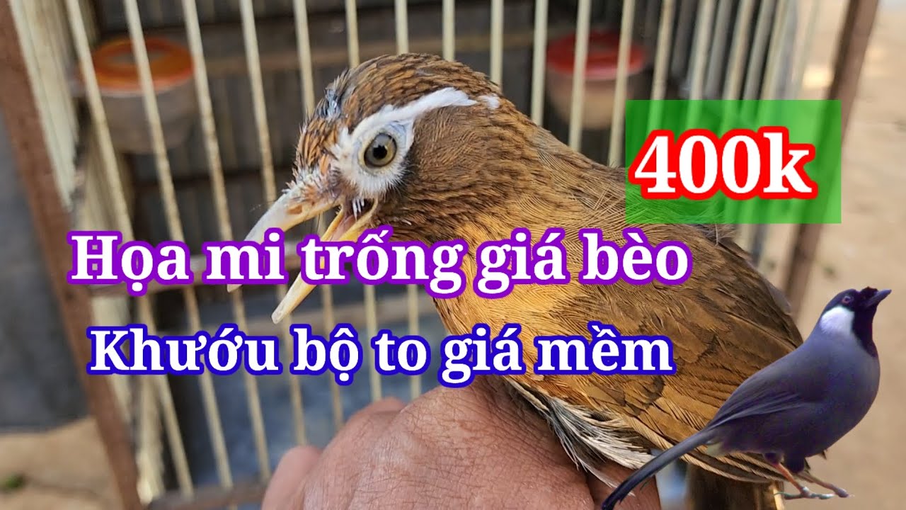 21/1/25💥Thanh l&yacute; chim họa mi, khướu đẹp gi&aacute; b&egrave;o