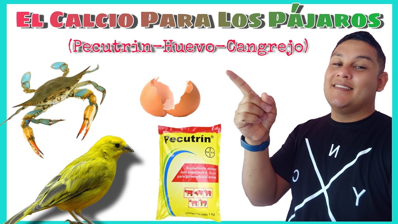 🟡El mejor CALCIO  para CANARIOS CRIOLLOS y toda clase de PÁJAROS🟢