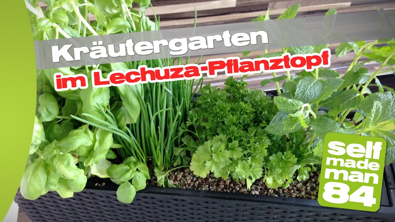 Thermomix TM31 - Kräutergarten für die Küche im Lechuza 