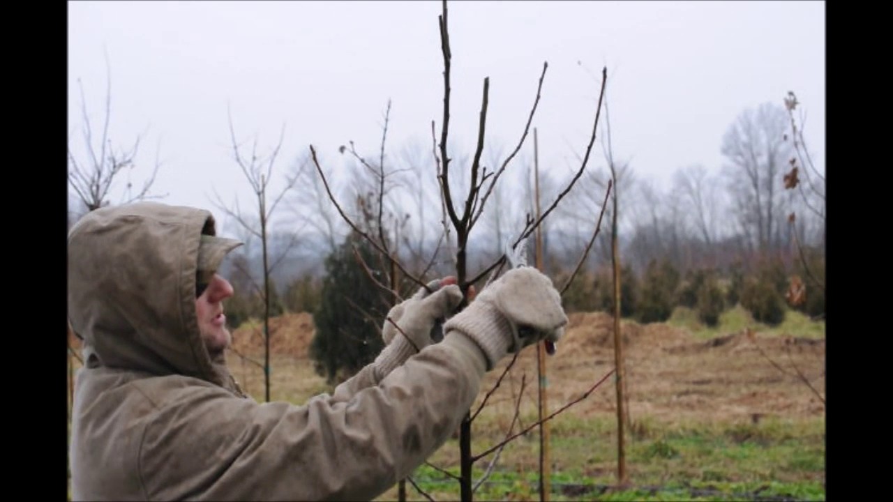 Explaining How to Trim Ornamental Pear Trees     At Highland Hill Farm