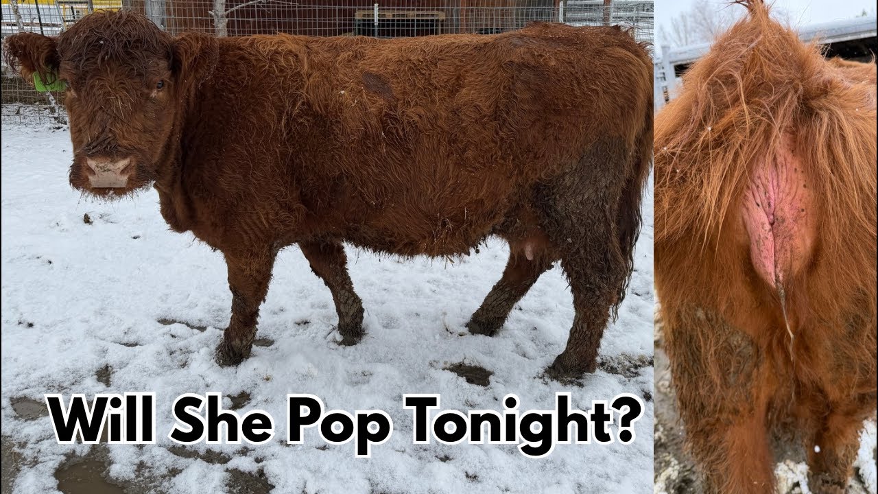 Sounds Of The Farm & Calf Watch 2 9 month pregnant heifers