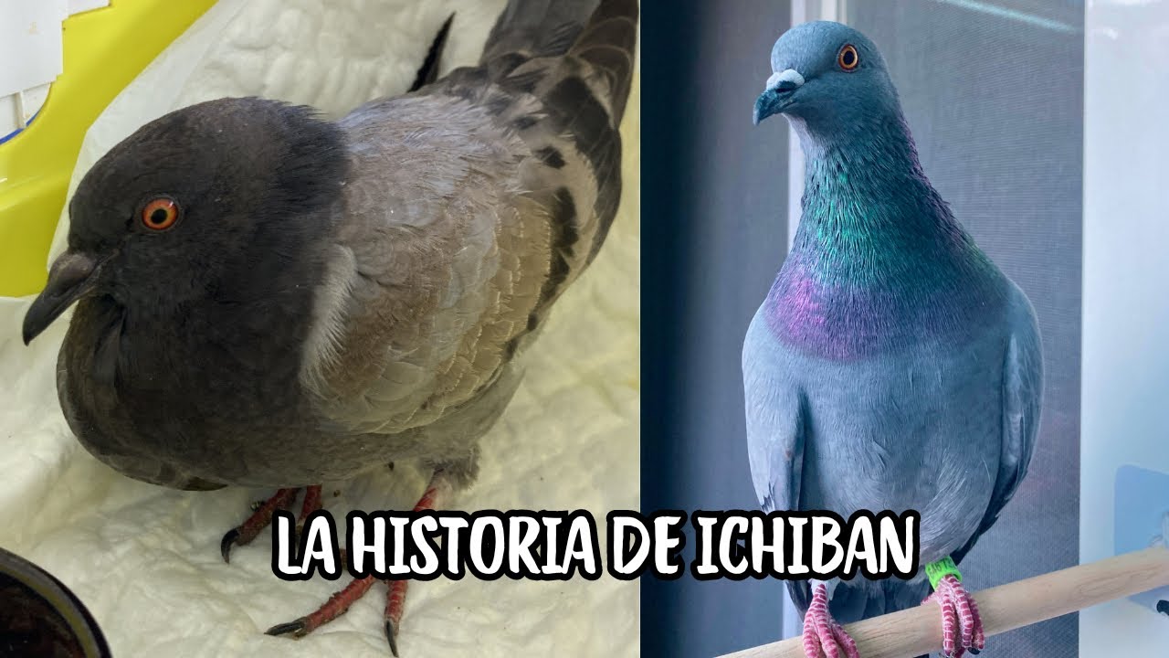 PALOMA de la CALLE ahora VIVE en mi CASA | La Historia de Ichiban