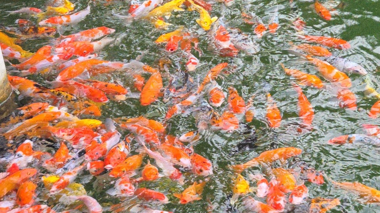  🐟 🐠 Catch Baby Aquarium Fish in Small Pond – Koi, Goldfish, Puffer 🐡 🐟 🐠 