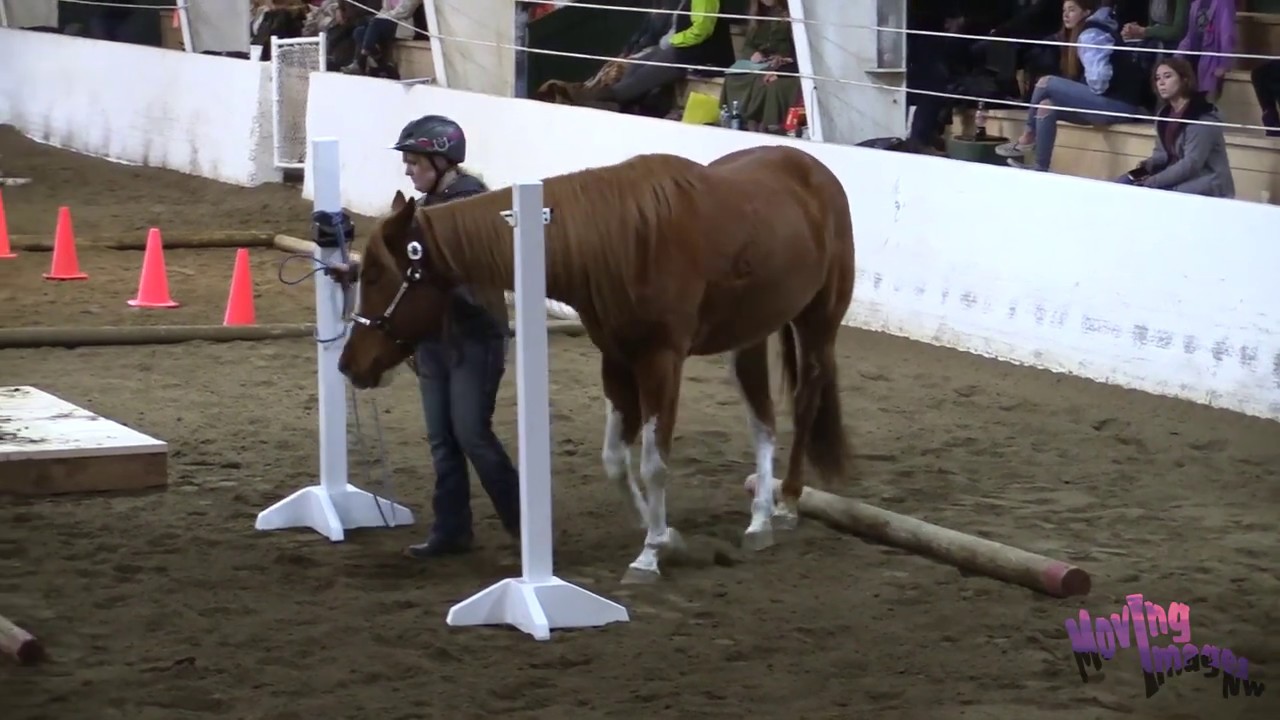 WAHSET 2019 In Hand Trail pattern