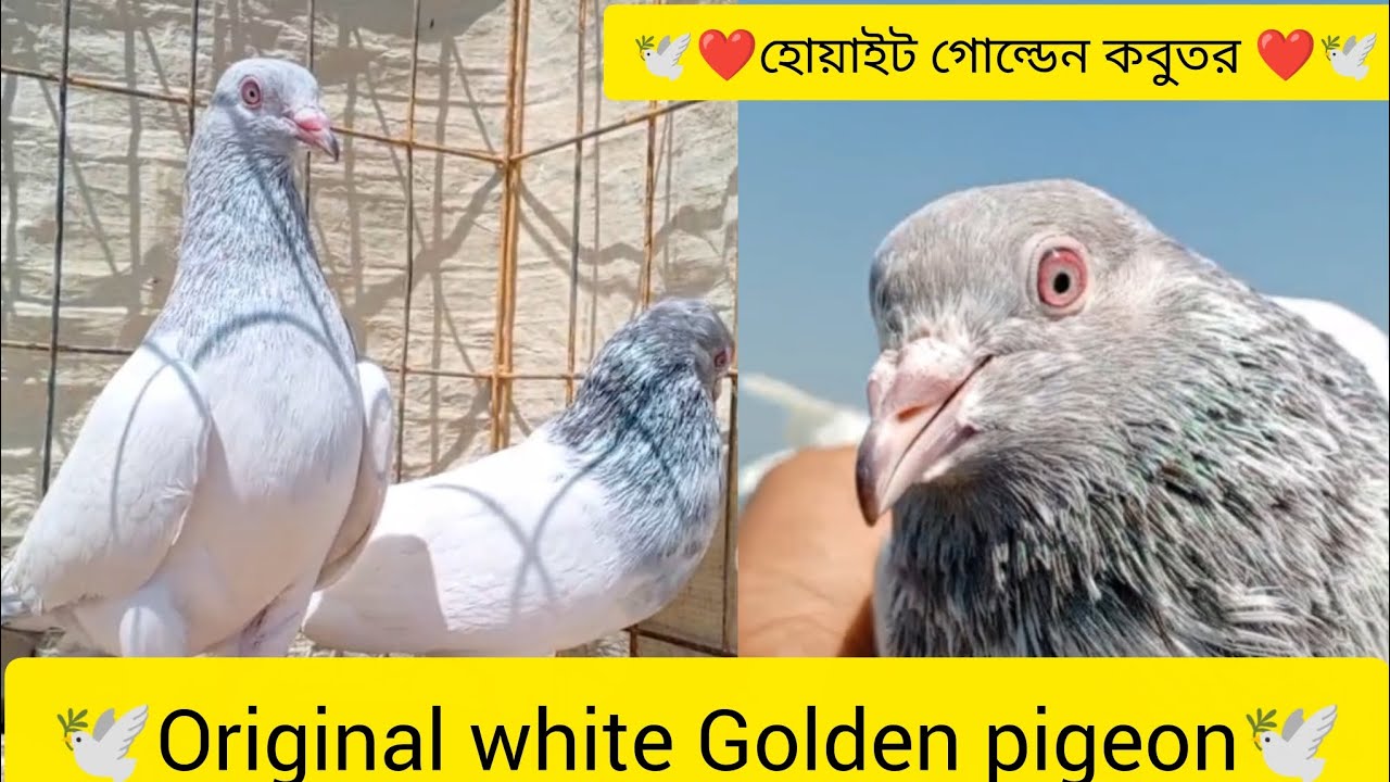 Original white Golden pigeon 🕊️❤️👀 // Pakistani white Golden kabutar 🕊️❤️😱