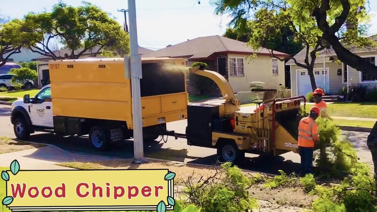 Tree Surgeon (Tree Trimming) ｜COMPLETE PROCESS｜Bucket Truck｜Wood Chipper｜Leaf Blower