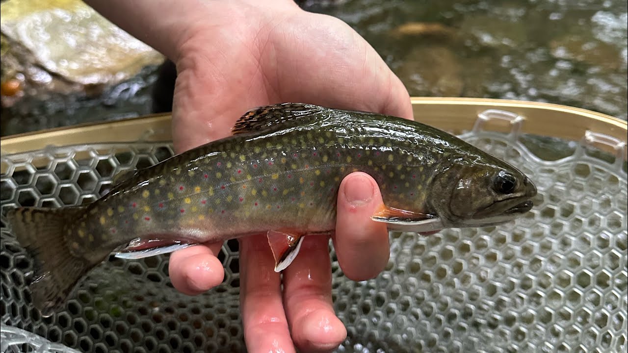 Fishing a small creek in the Appalachian mountains for native brook trout.