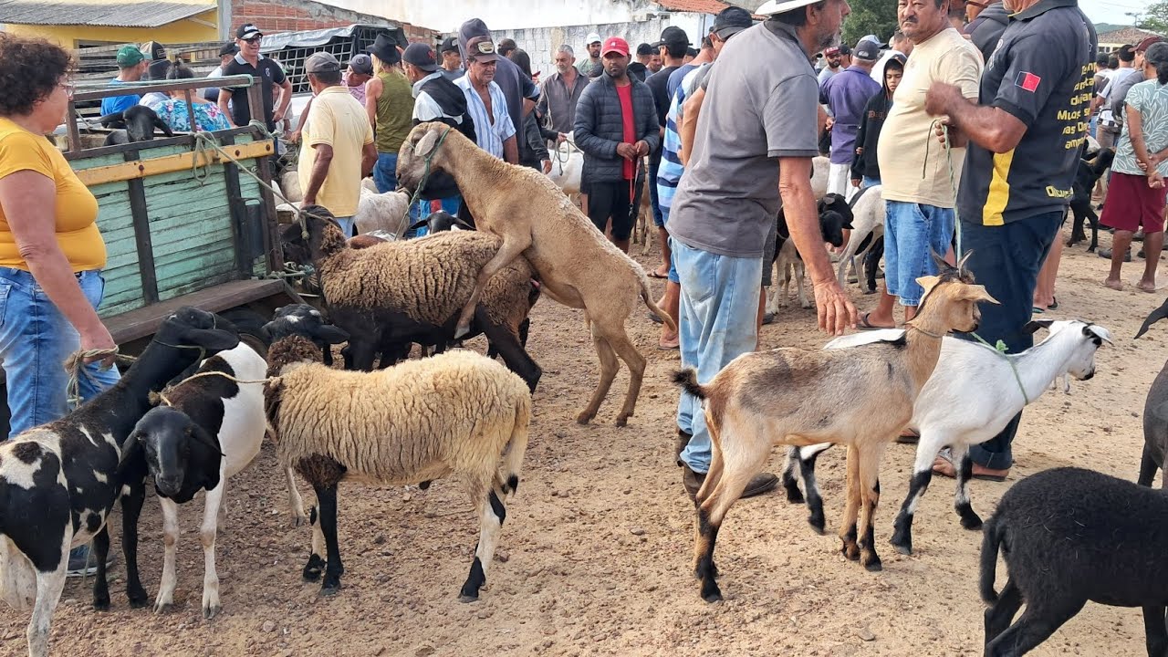 FEIRA DE CAPRINOS É OVINOS EM: ARARA-PB!!! 23/02/2026 📹🤠🏜