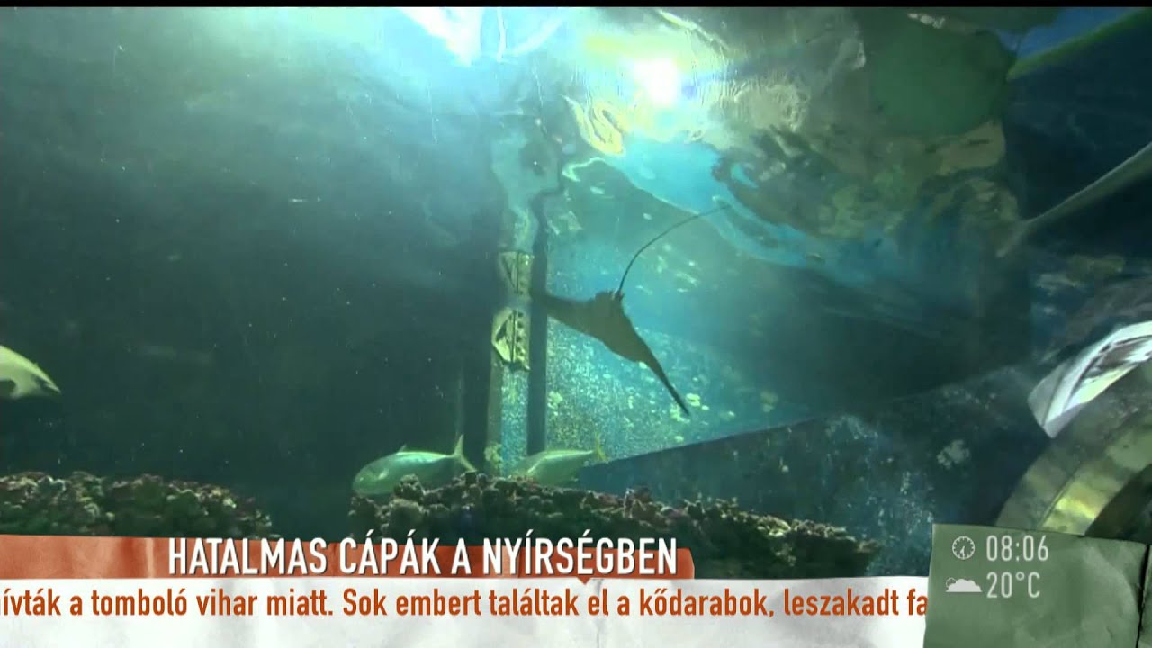Nem kellett Jokernek a polip - 2015.07.09. - tv2.hu/mokka