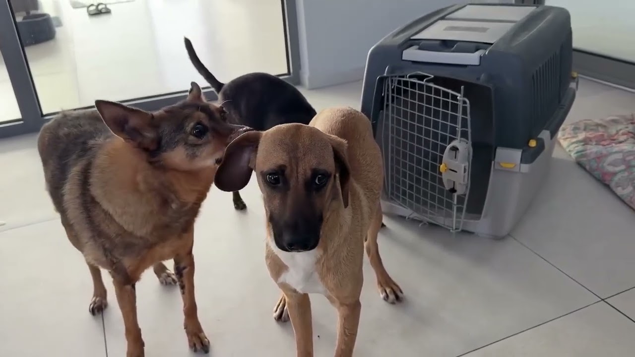 The New Dog Is Still In Shock and Shaking!  - Takis Shelter