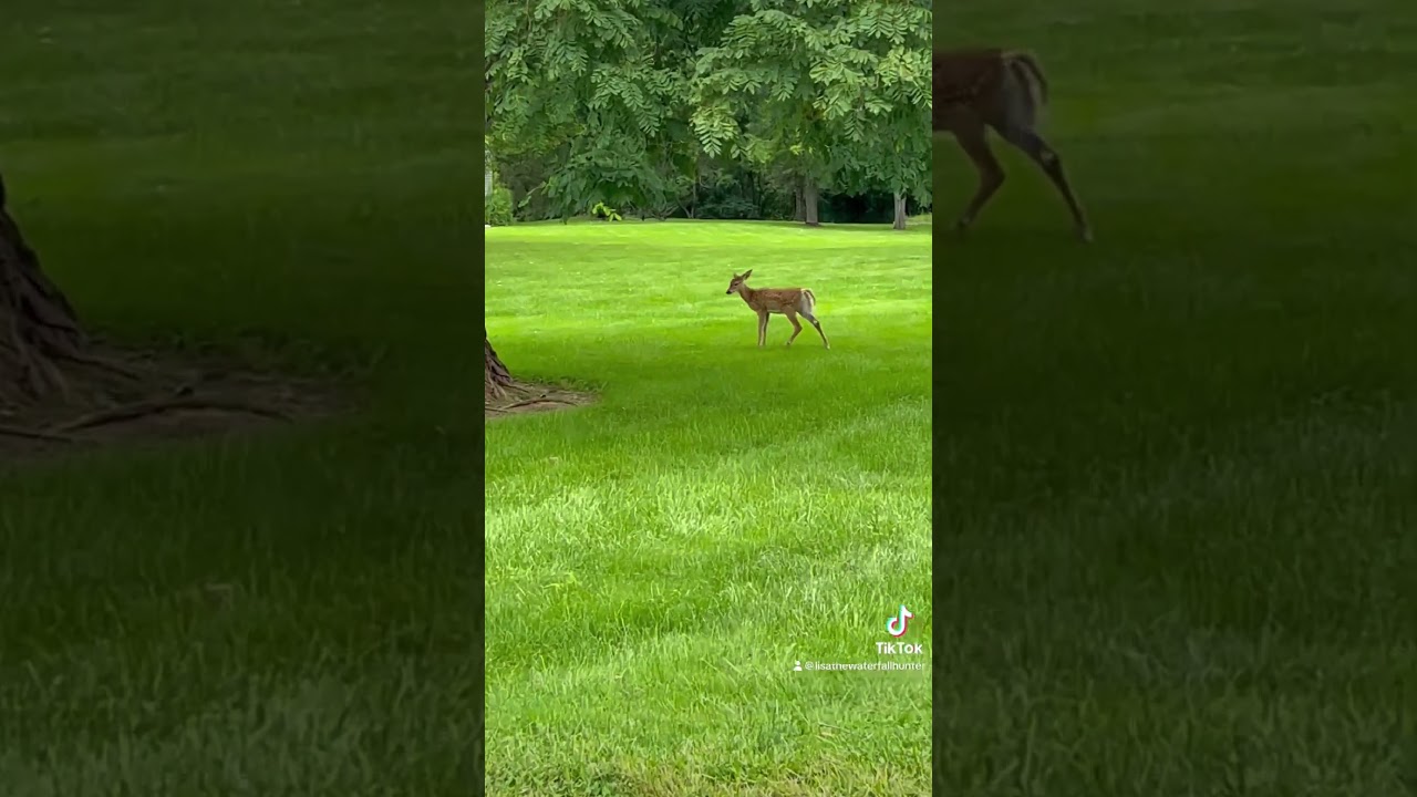 Baby deer lost their momma
