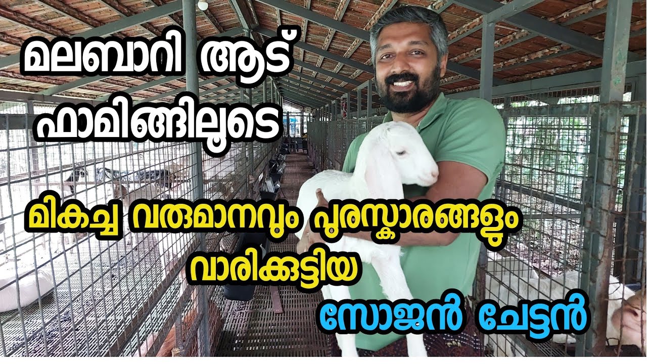മലബാറി ആട് ഫാമിങ്ങിലൂടെ  മികച്ച വരുമാനവും പുരസ്കാരങ്ങളും വാരിക്കുട്ടിയ കർഷകൻ