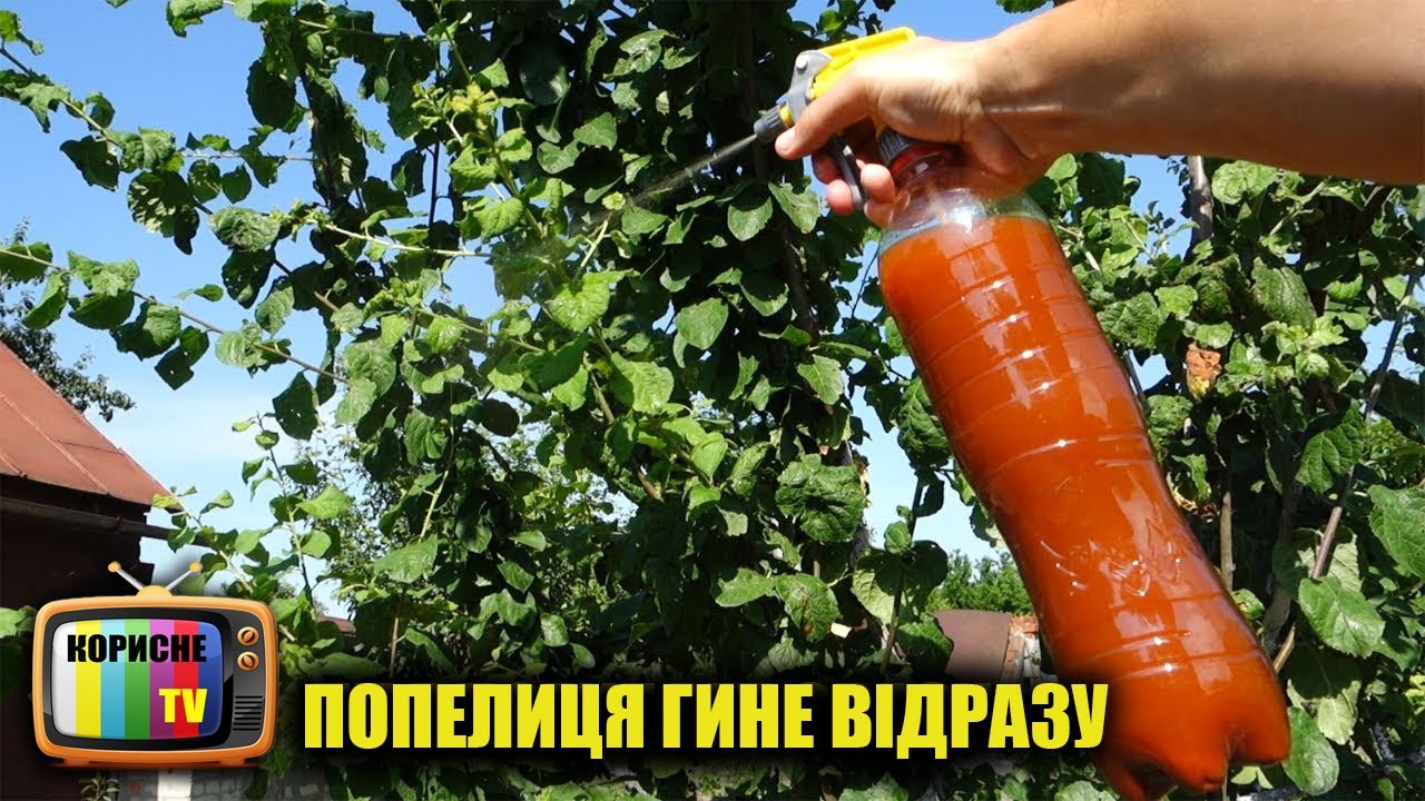 Попелиця боїться цього як вогню! Кращий засіб від попелиці без всякої хімії