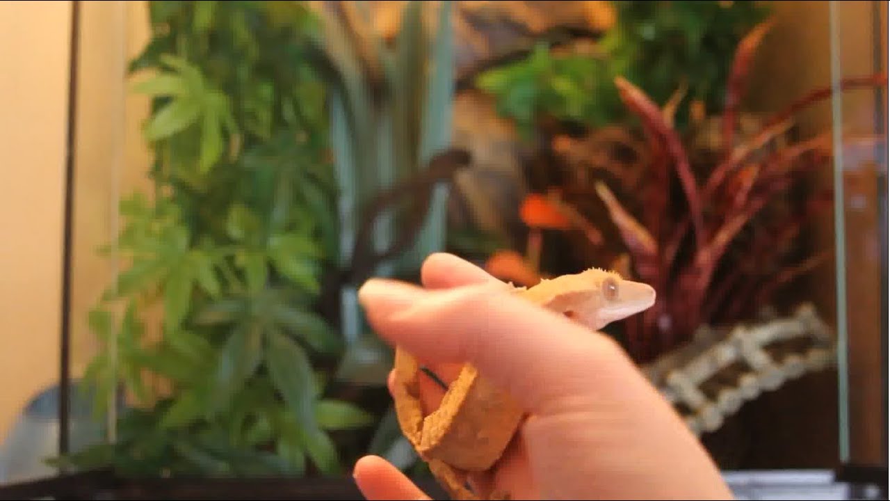 Cleaning Out A Crested Gecko Tank + New Setup!