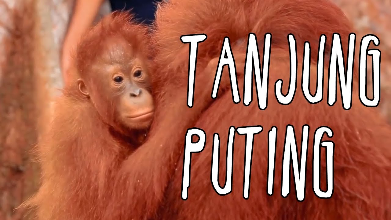 [СЕРИЯ ПУТЕШЕСТВИЙ ПО ИНДОНЕЗИИ] Jalan2Men 2014 - Tanjung Puting - Эпизод 1