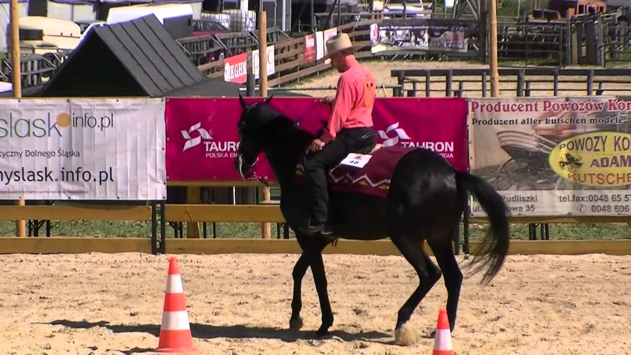 Zawody Western i Rodeo - Trail Senior Open - Ścięgny