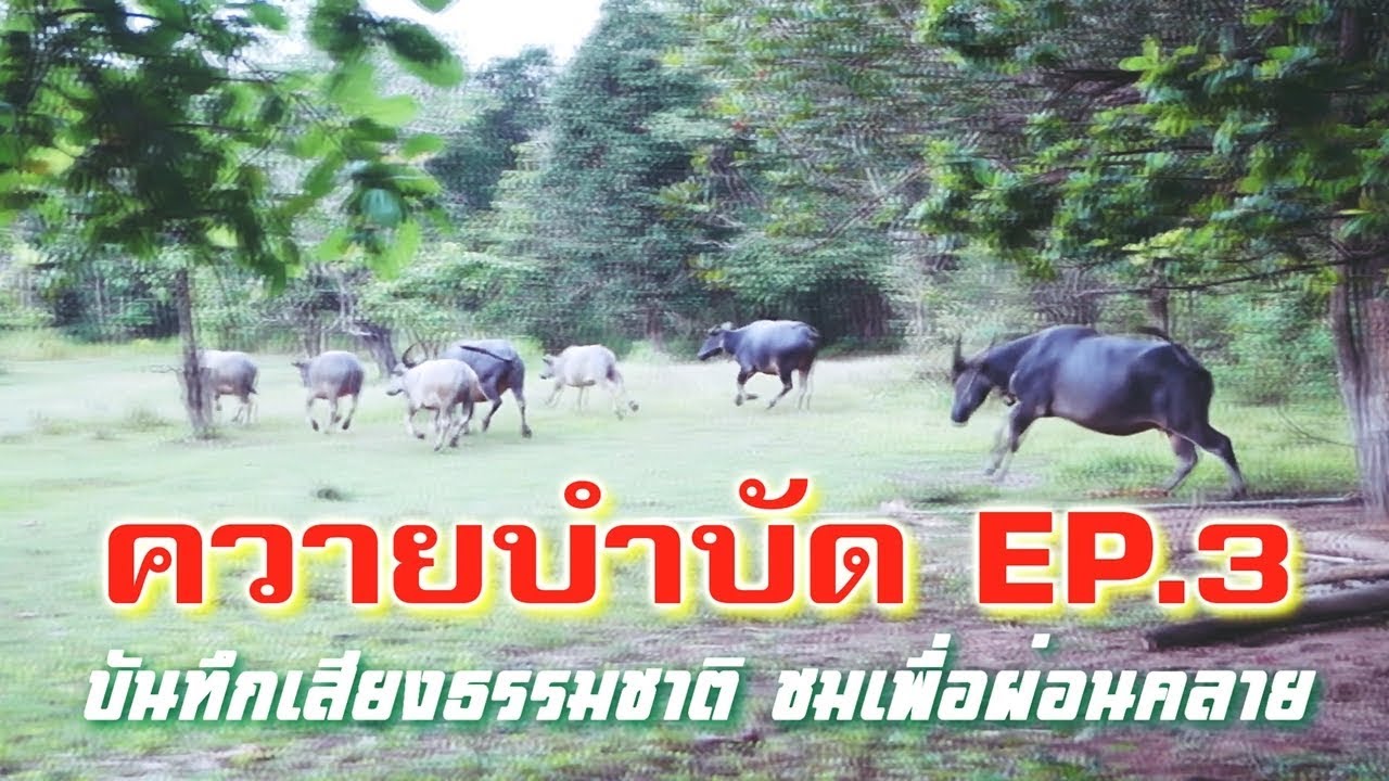 ควายบำบัด EP 3 บันทึกเสียงธรรมชาติชมเพื่อผ่อนคลาย Enjoy watching buffalo herd