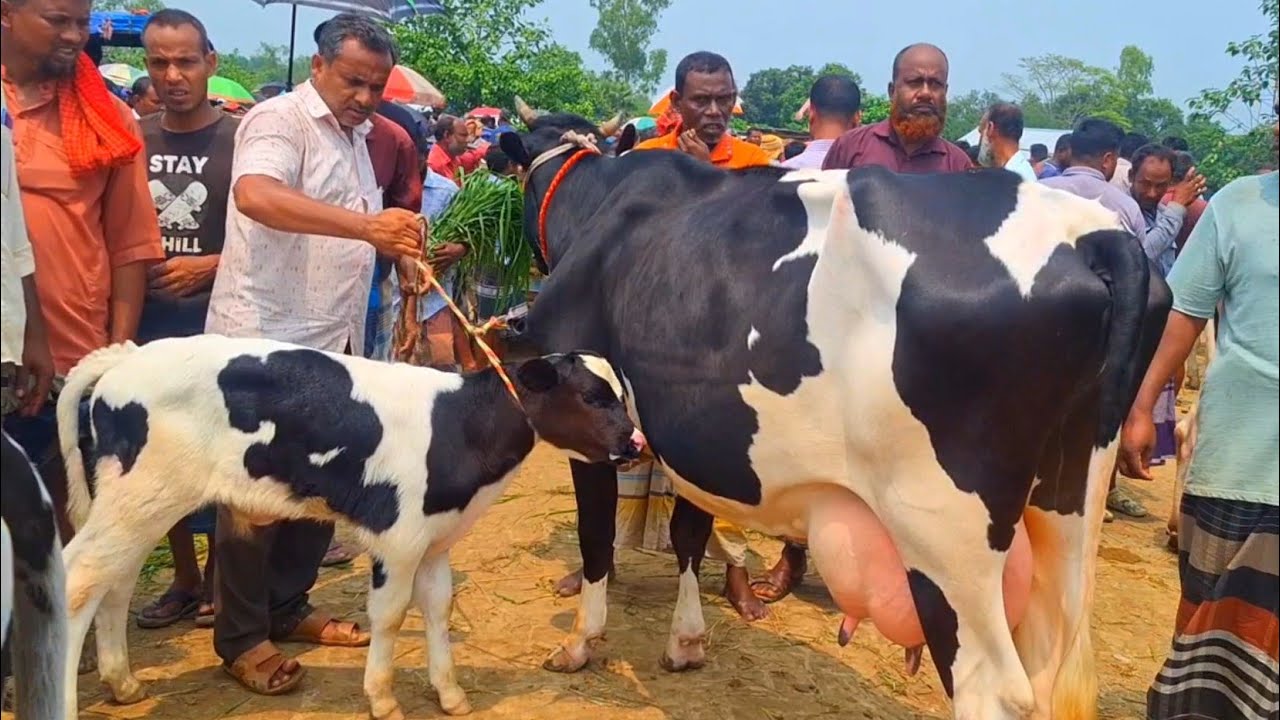 @আজ ২১/৪/২৫ | উন্নত জাতের দুধের গাভী ও বাছুর গরুর দাম | রানীগঞ্জ হাট |দিনাজপুর