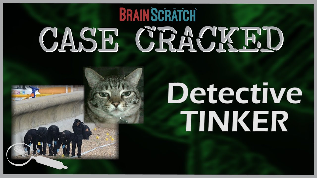 Case Cracked: Detective Tinker