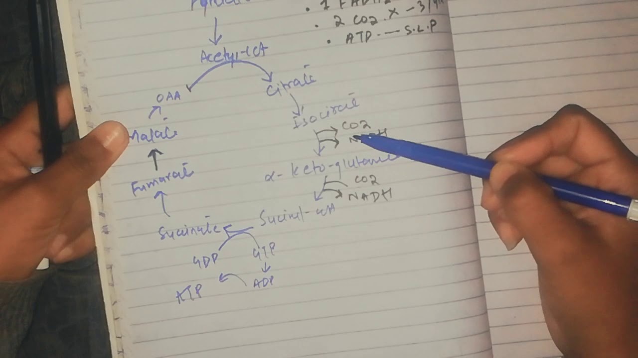 TCA , citric acid cycle with mnemonic s, part 3,