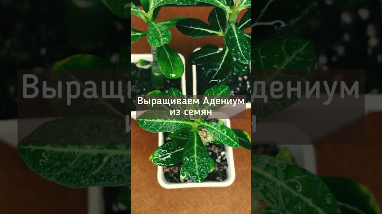Как вырастить Адениум из семян