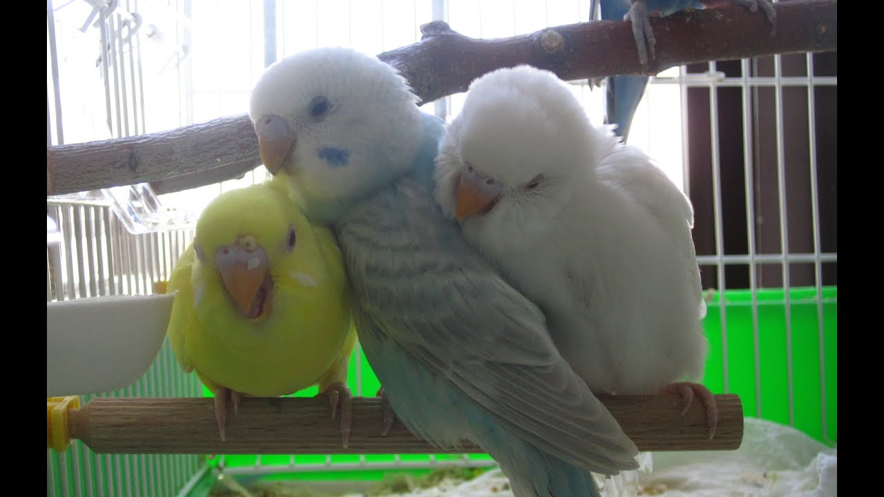 How to breed budgies step by step