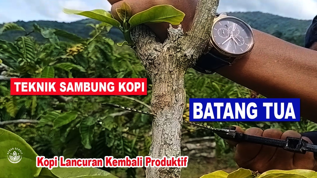 Cara Sambung Kopi Batang Tua , Kopi Lancuran Kembali produktif #grafting
