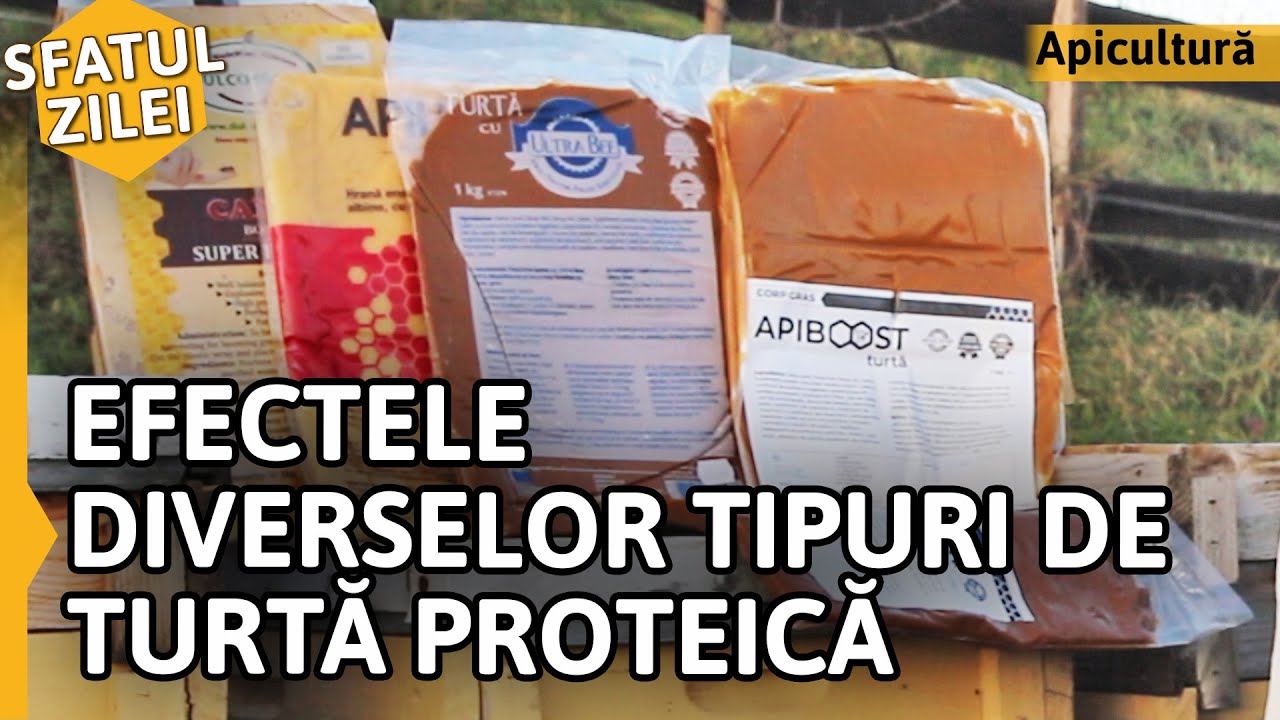 EFECTELE DIVERSELOR TIPURI DE TURTĂ PROTEICĂ [Sfatul zilei]