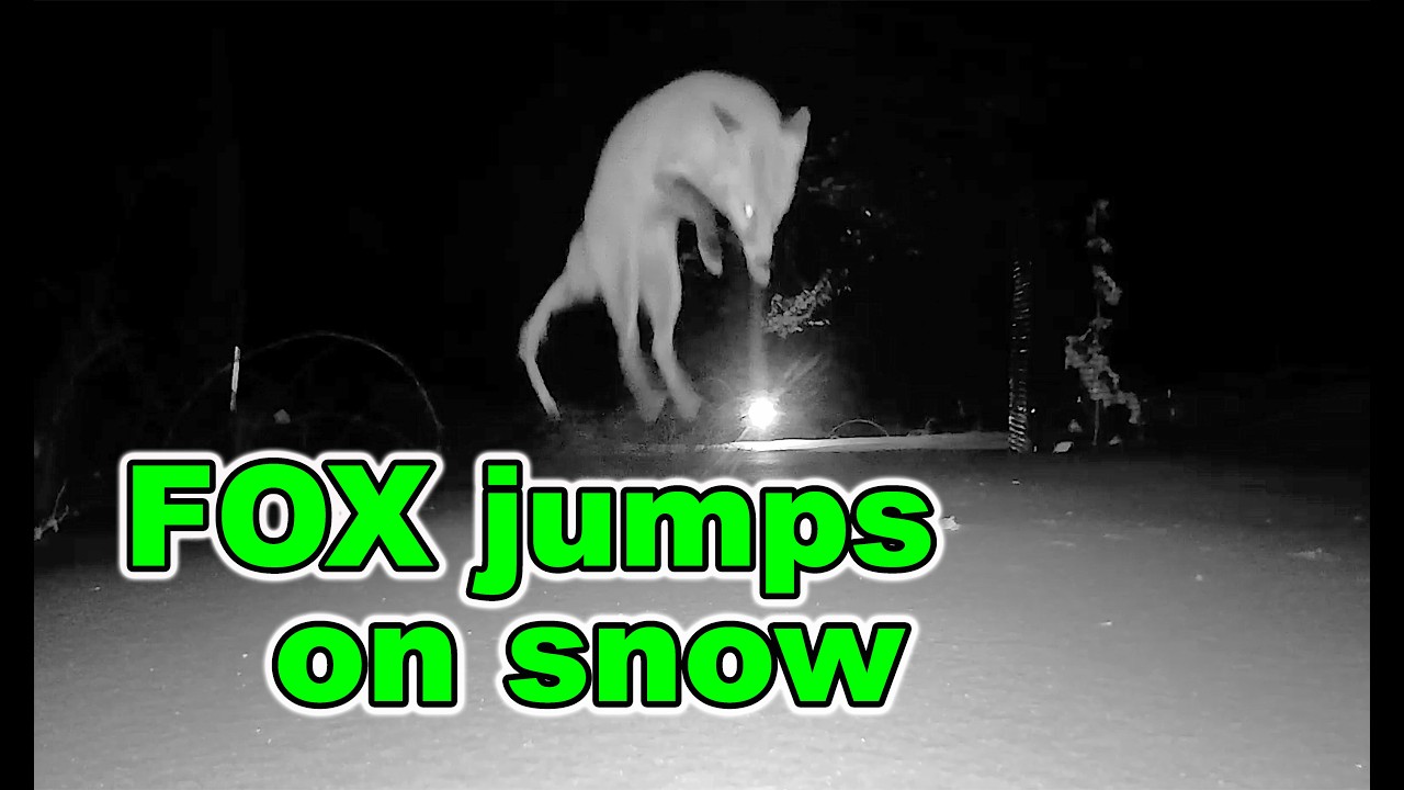 Fox Jumps on the Snow – Caught on Trail Camera
