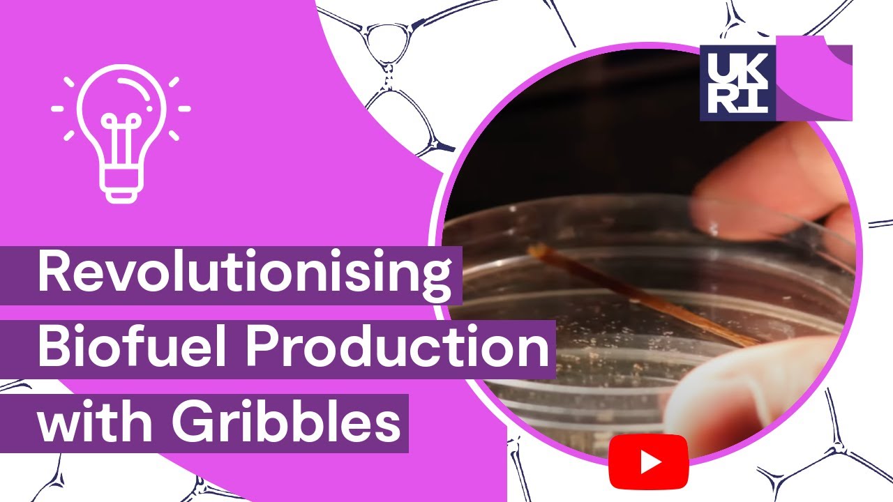 Tiny Beginnings to Big Changes: #Bugs to Biofuel. Revolutionising #Biofuel Production with Gribbles