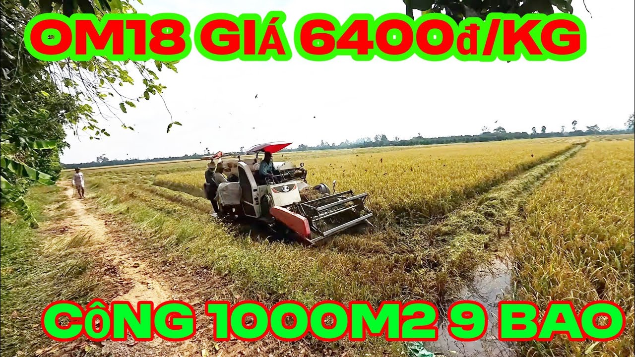 Thu hoạch lúa OM18 giá 6400đ/kg . Công 9 bao . Khó kiếm tiền ăn tết 