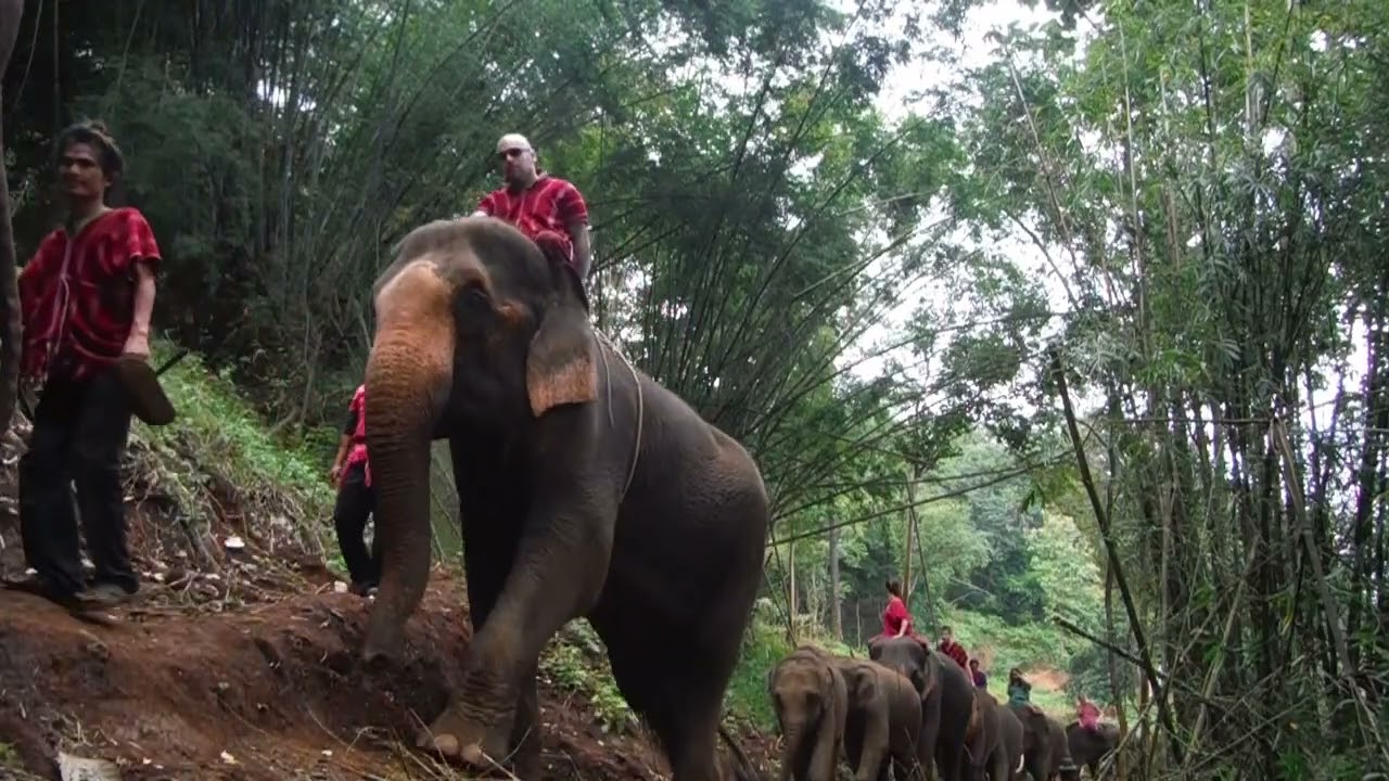 With the elephants in Thailand 2016