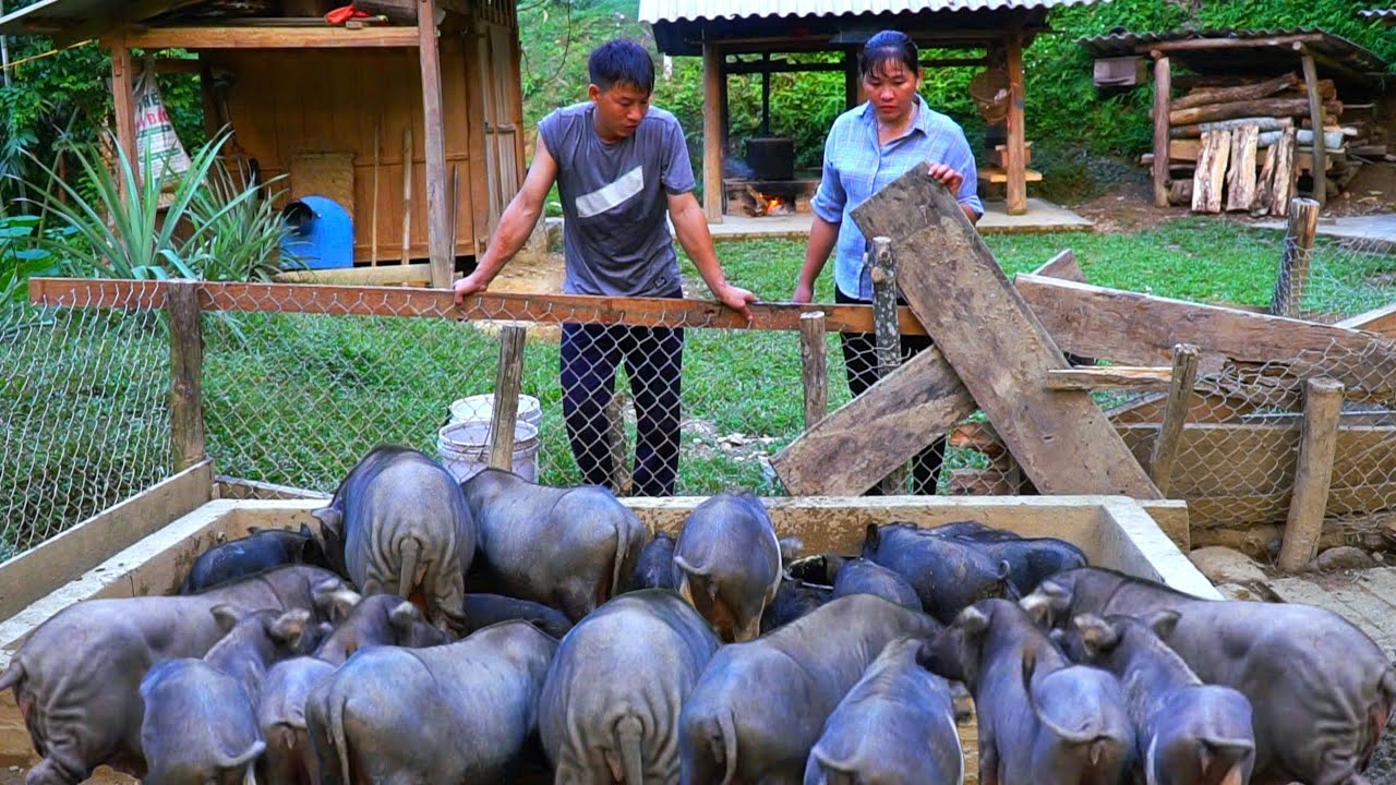 DAU & TU are surprised at the rapid growth of the pig herd. Dismantle the old bridge and plant susu