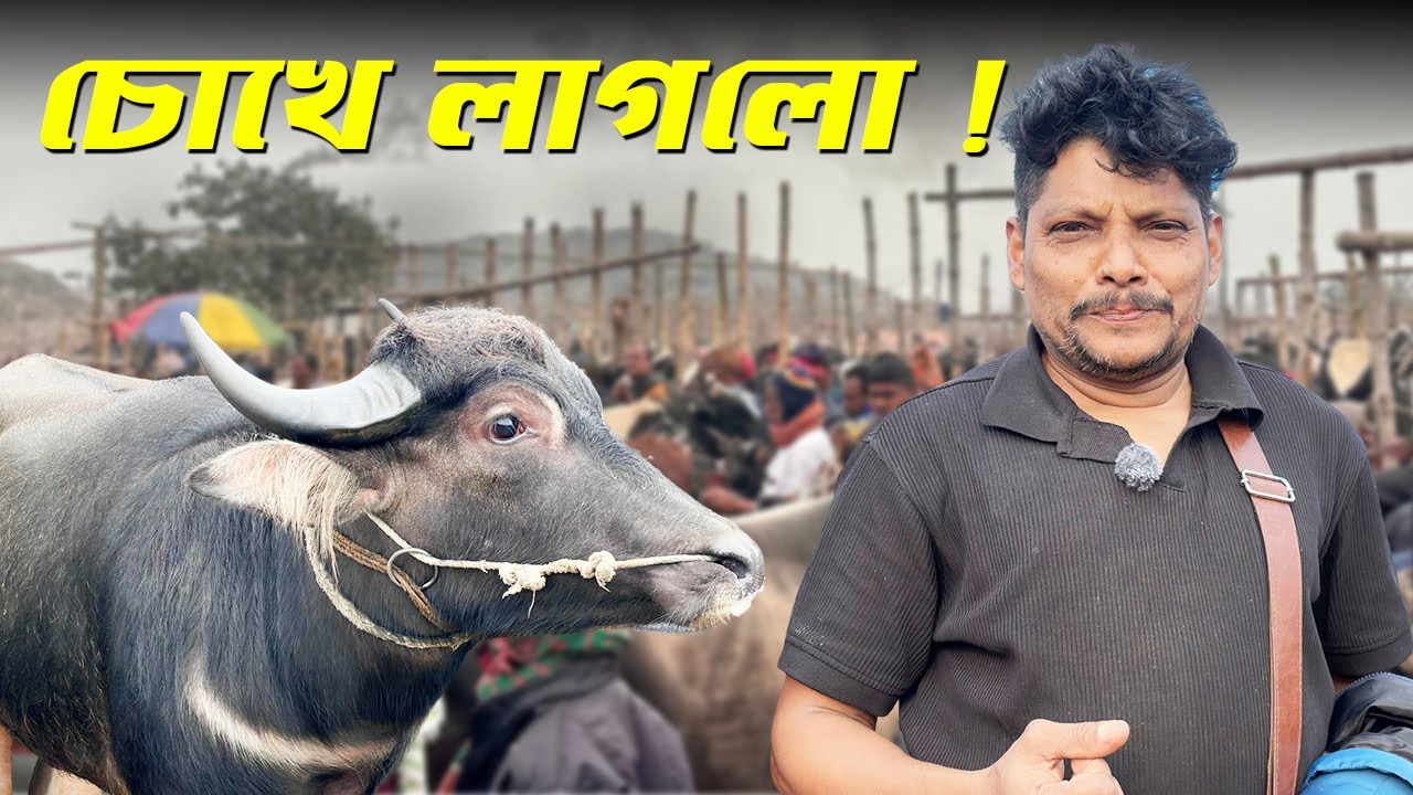 রাজশাহীর সিটি হাটে চোখে লাগার মহিষ! ১ লাখ ৭০ হাজারে সালিশে ডিল 😱 | Akram Vai Buffalo Buy