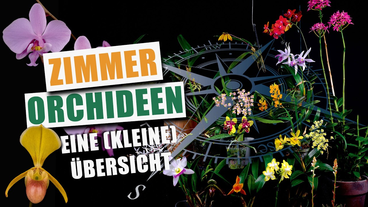 Orchideen für jedes Fenster - Welche Zimmer-Orchidee ist die richtige für dich?