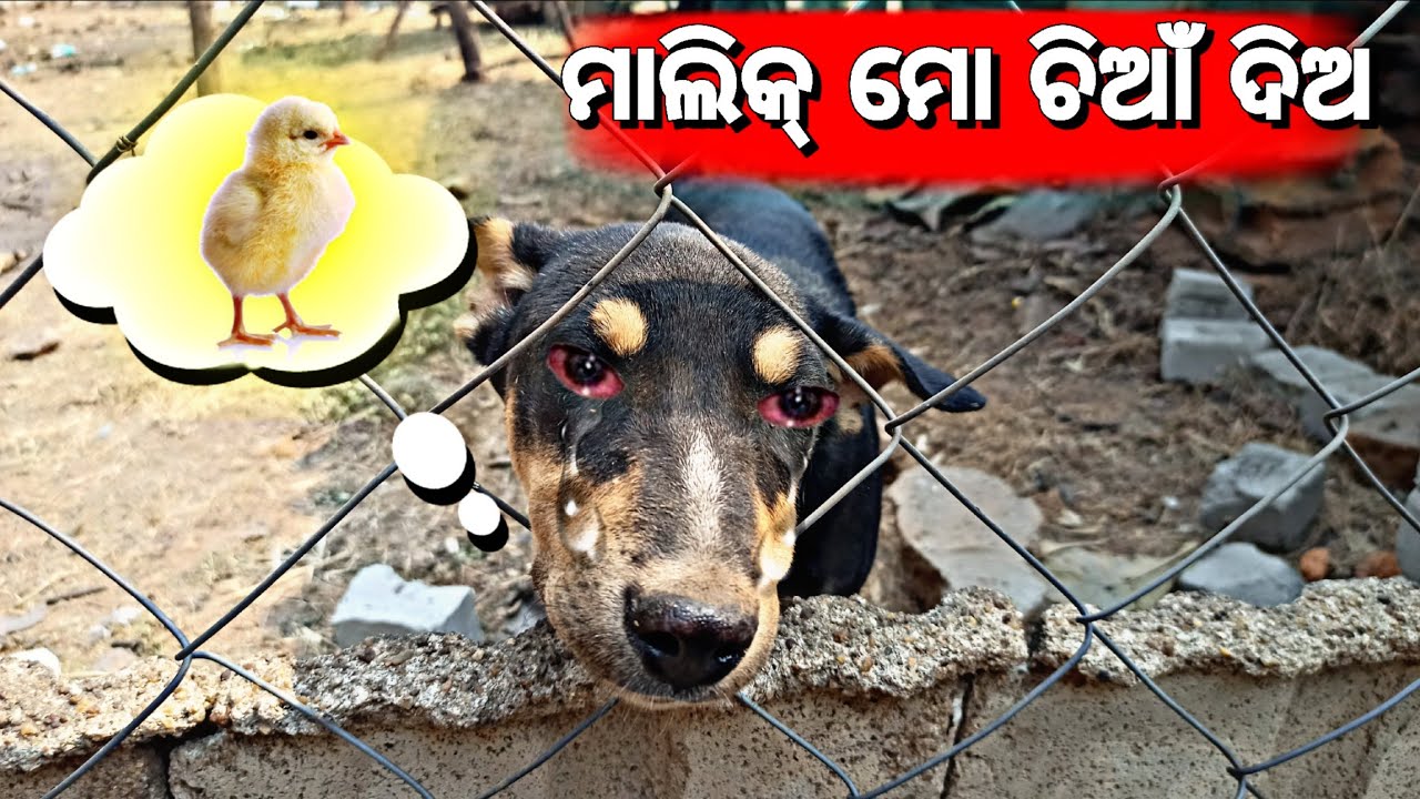 ଶିକାରୀ କାଳୁ ଉଠେଇଲା କାହାର ଦେଶିଚିଆଁ 🙆🐥😱😱