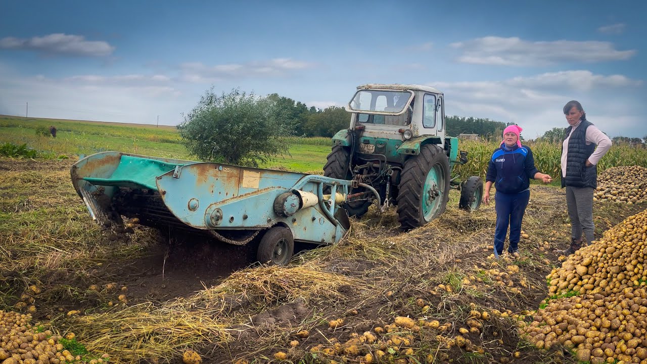 Autumn rural day: digging potatoes with an old tractor