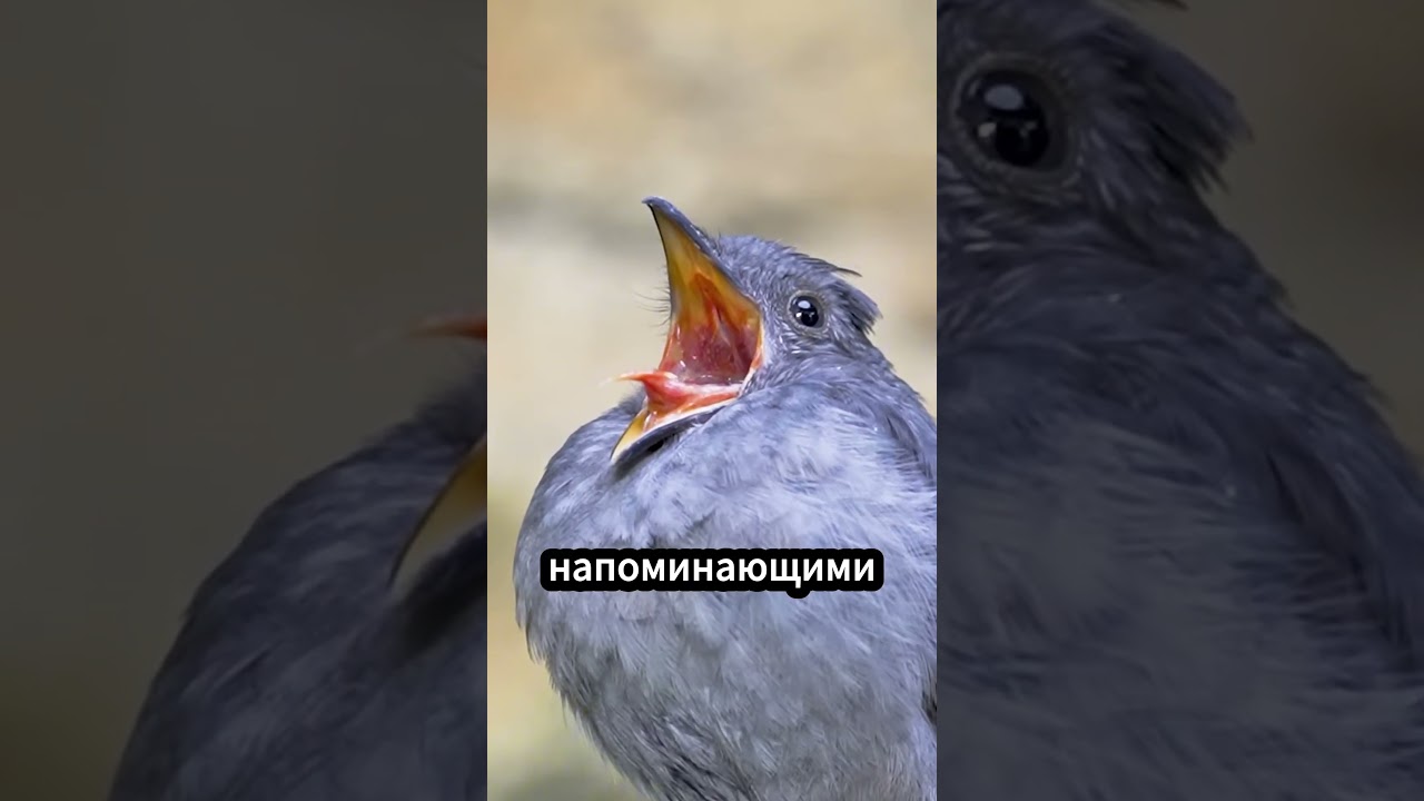 Самые страшные звуки птиц в мире 🦉😱 #факты