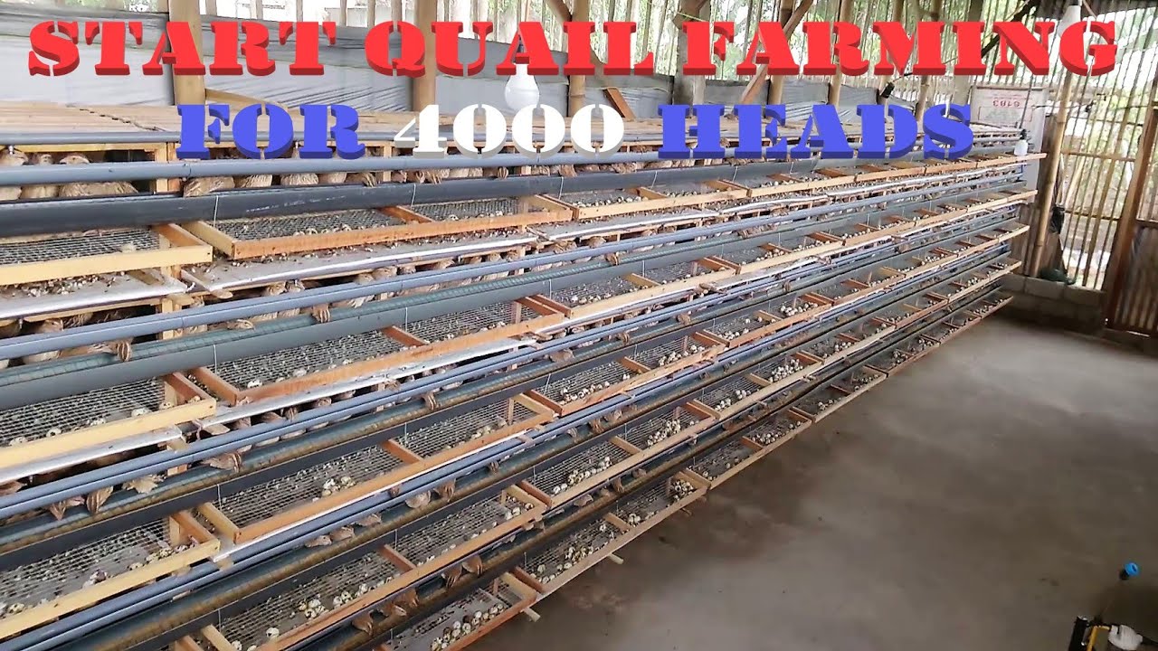 Quail farming Preparation & 1st weeks of Eggs Production